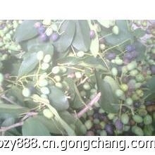 供應流蘇種子,批發流蘇種子,出售流蘇種子價格_農副產品_世界工廠網