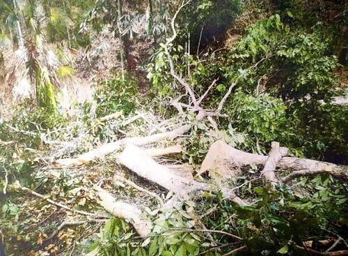 山中采藥發(fā)現(xiàn)珍貴林木,一時(shí)貪心帶來的一生悔恨