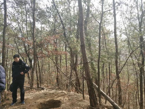 英山森林公安破獲一起濫砍濫伐林木案件 事發(fā)英山縣楊柳灣鎮(zhèn)