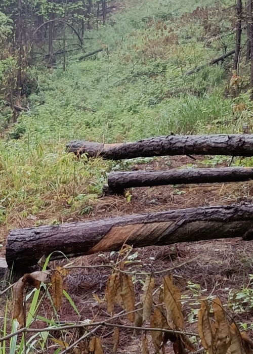 冷水灘區(qū)良木塘村村民經(jīng)濟(jì)林木被砍伐無補(bǔ)償
