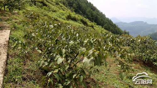 云陽油桐種子園入選首批市級(jí)林木種質(zhì)資源庫