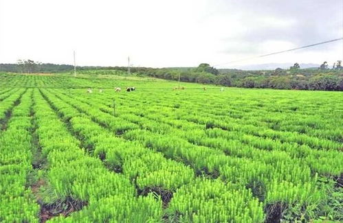 廣東省林木種苗發(fā)展 十四五 規(guī)劃 正式發(fā)布