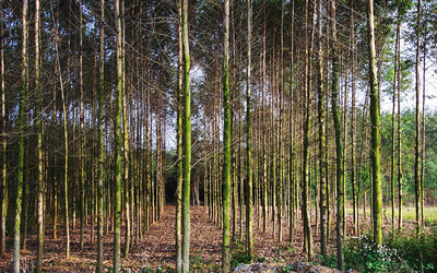 這種林木的生長迅速、能快速產生效益,但想種植卻不易申請