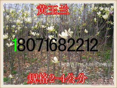 【供應:紫玉蘭紫玉蘭小苗(保質保量貨到付款】沭陽縣百科林木種子銷售部 - 產品庫