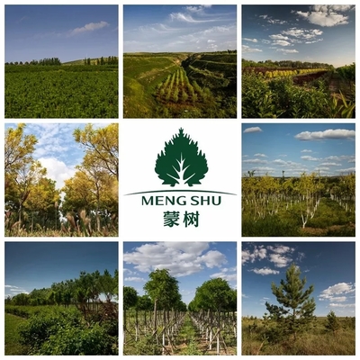 喜訊 | 蒙樹董事長兼總裁趙全生榮獲呼和浩特市優(yōu)秀民營企業(yè)家榮譽稱號