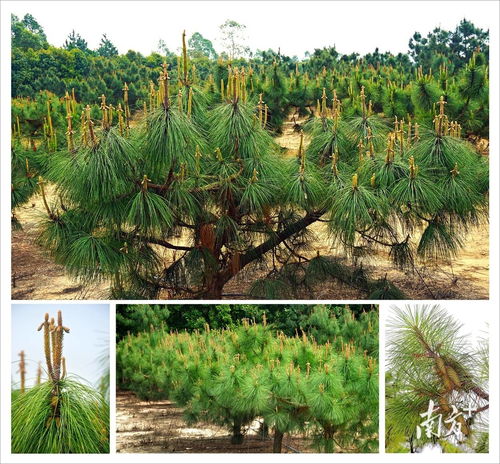 廣東十四五期間將建成9處國家重點林木良種基地 推動花卉產(chǎn)業(yè)高質(zhì)量發(fā)展