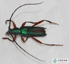 泰州檢驗檢疫局全國首次截獲兩種外來林木害蟲