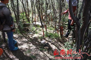 山南紀(jì)委駐村工作隊實地踏勘林木糾紛原發(fā)地，推動矛盾糾紛化解