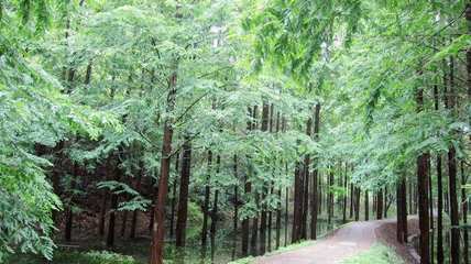 浙江部署國家重點林木良種基地發(fā)展任務(wù) 聚焦盆景產(chǎn)業(yè)升級