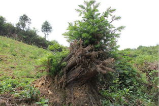 栽三七，濫伐林木被判刑——期路白鄉(xiāng)首例涉林刑事案件公開審判警示錄