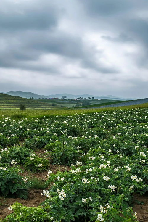 助力你的囤菜大業(yè) 中國蔬菜大省究竟有多猛？