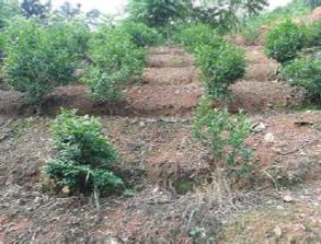 盆景中林木種質資源的發掘、創制與利用策略